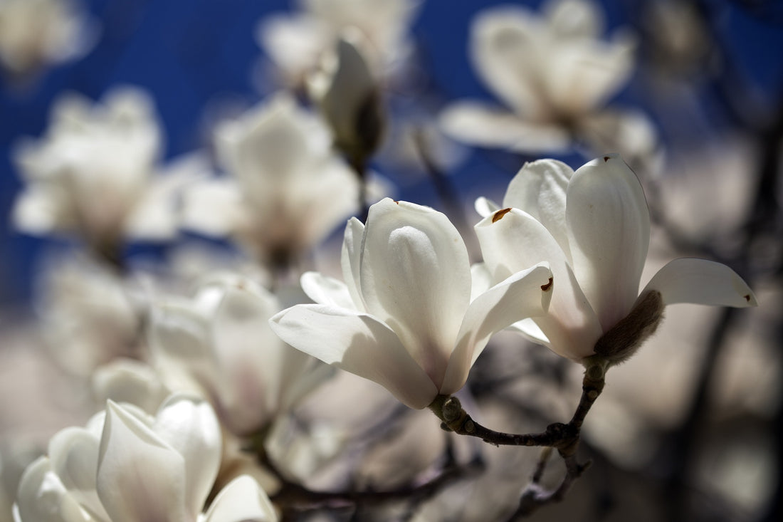 magnolia